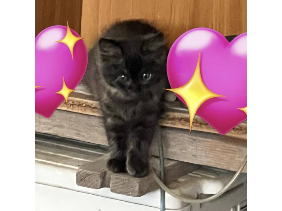クロ 子猫