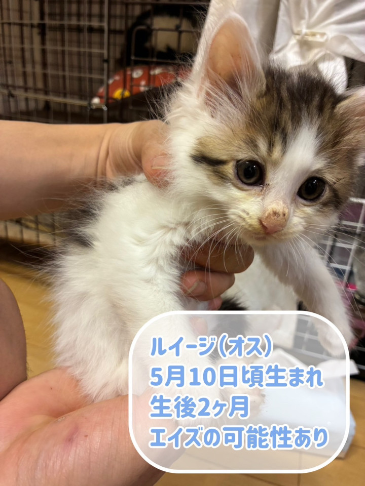 可愛いやつら