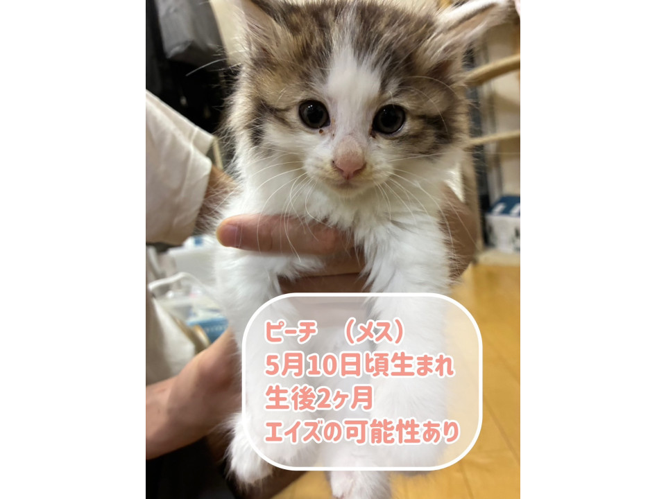 可愛いやつら