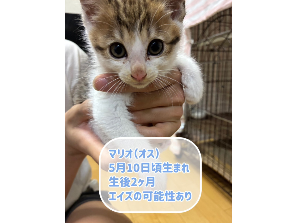 可愛いやつら