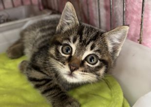 猫好きのためのSNS - 愛猫の日記や写真でユーザ交流