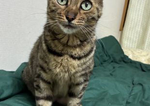 猫好きのためのSNS - 愛猫の日記や写真でユーザ交流