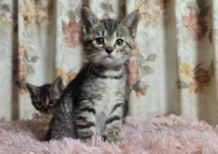猫好きのためのSNS - 愛猫の日記や写真でユーザ交流