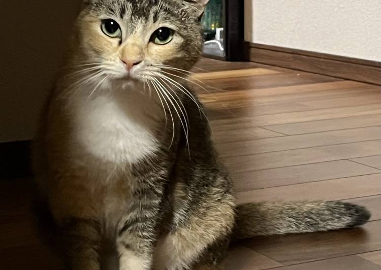 猫の里親募集｜写真付きで探せる保護猫サイト