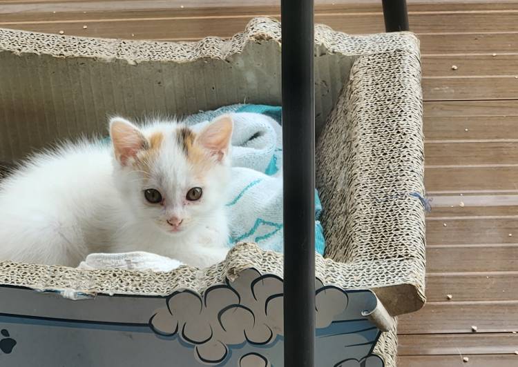 猫の里親募集｜写真付きで探せる保護猫サイト