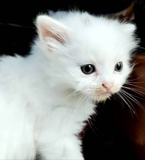 猫の里親募集｜写真付きで探せる保護猫サイト