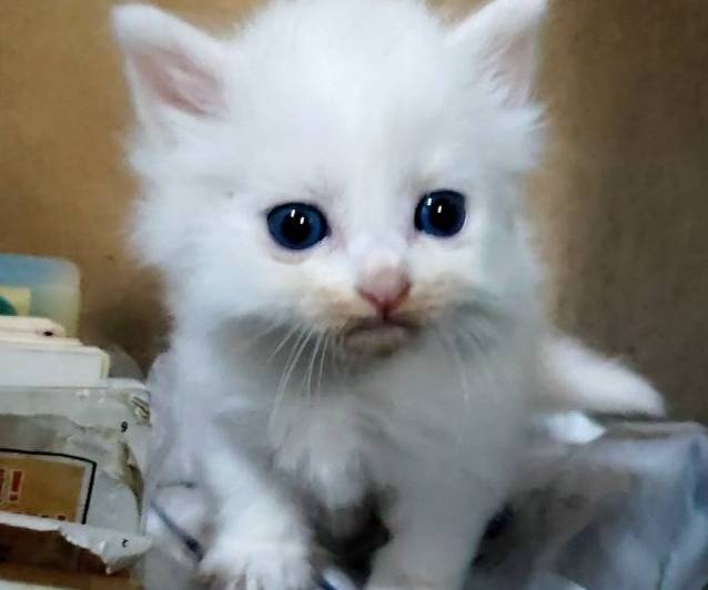 猫の里親募集｜写真付きで探せる保護猫サイト