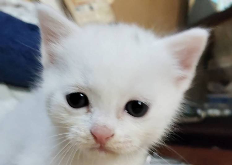 猫の里親募集｜写真付きで探せる保護猫サイト