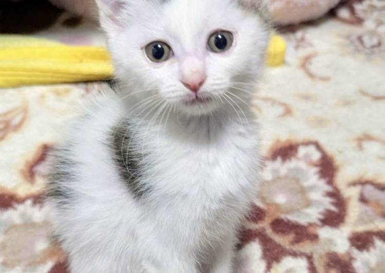猫の里親募集｜写真付きで探せる保護猫サイト
