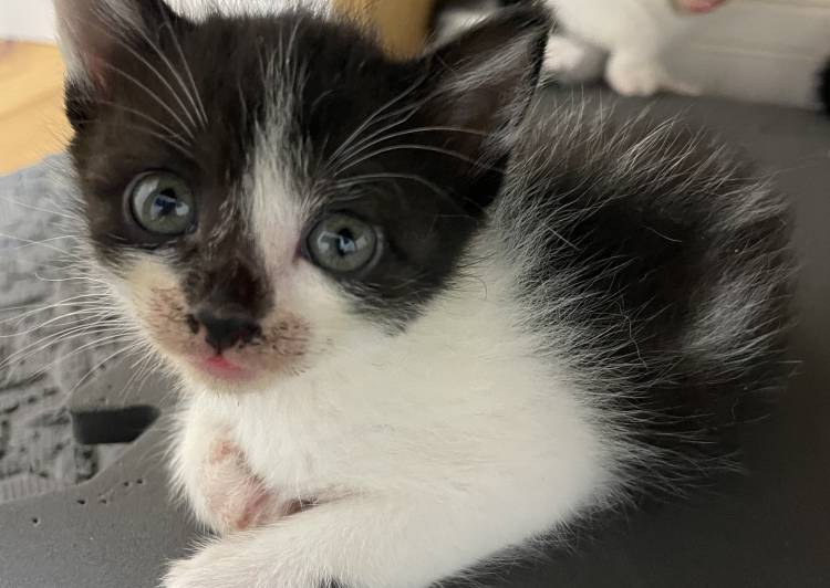 猫の里親募集｜写真付きで探せる保護猫サイト