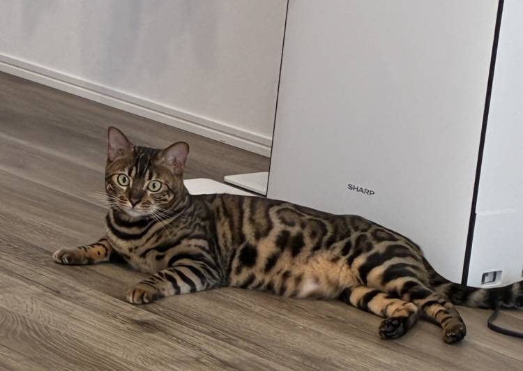 猫の里親募集｜写真付きで探せる保護猫サイト