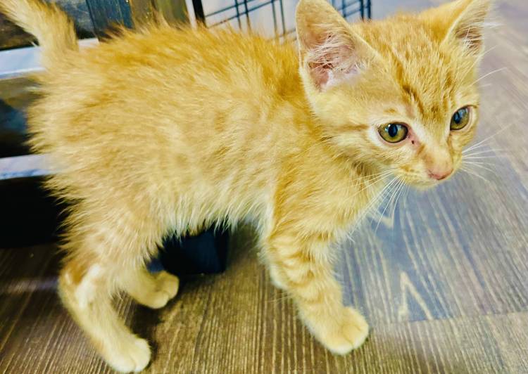 猫の里親募集｜写真付きで探せる保護猫サイト