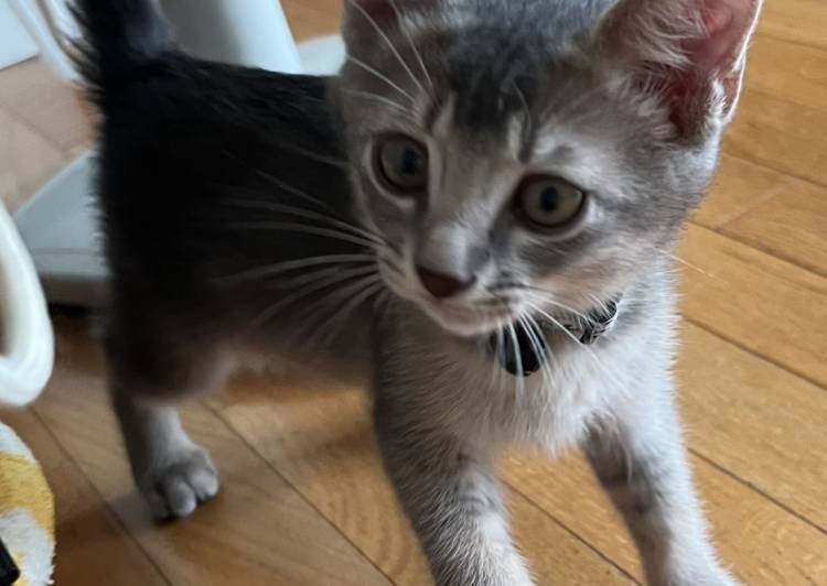 猫の里親募集｜写真付きで探せる保護猫サイト