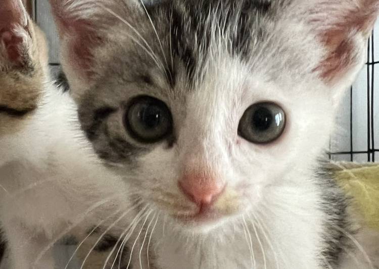 猫の里親募集｜写真付きで探せる保護猫サイト