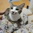こねこ（仮）
