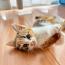 あわのすだちさんの猫