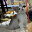 ロビン