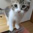 ふぁんとむさんの猫