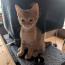テツレオさんの猫