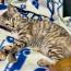 kuくまねこmaさんの猫