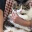 ぽじょさんの猫