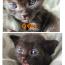 きなこ0719さんの猫