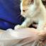 6ママ3ニャンさんの猫
