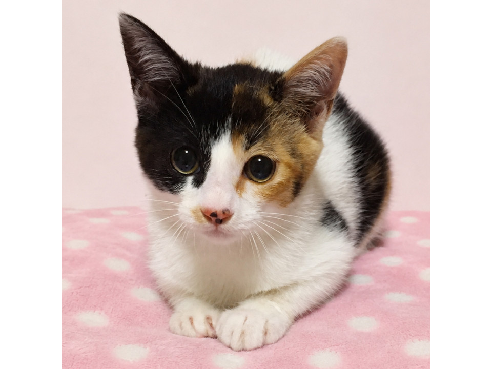 朝夜姉妹！ぬいるぐみ顔の三毛猫 朝ちゃん