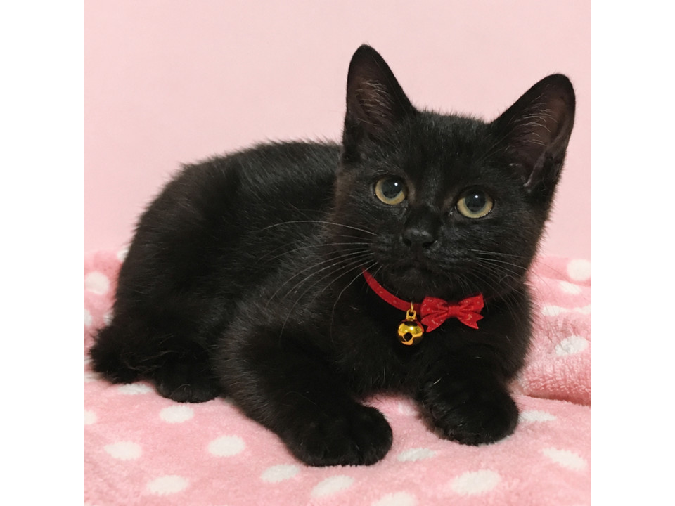 朝夜姉妹！フワフワの黒猫『夜ちゃん』
