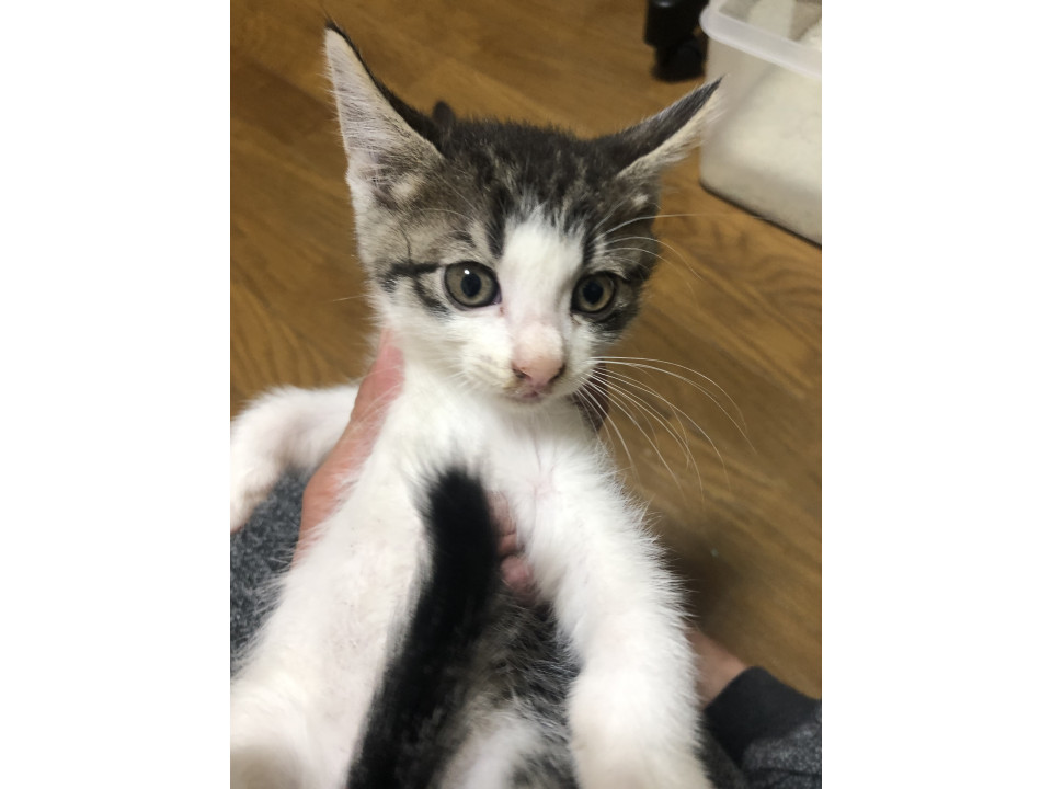 キジシロ