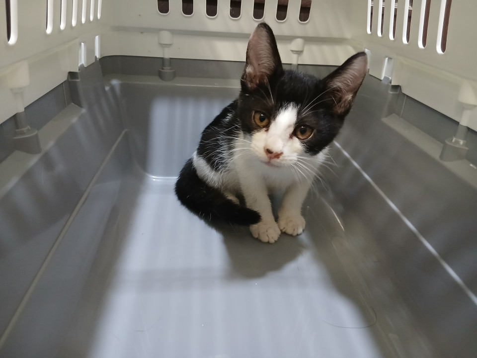 甘えん坊子猫元気に兄弟と走り回る