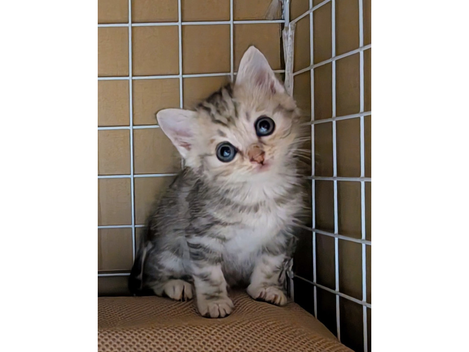 まだ生後1ヶ月のサバトラちゃん