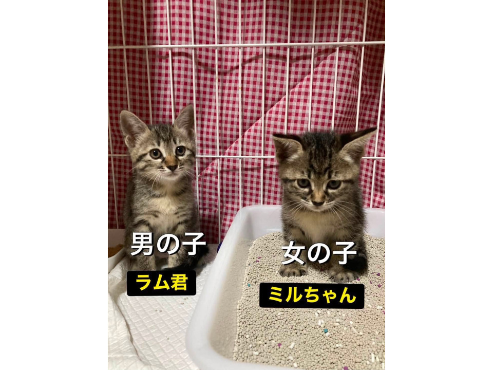 一人暮らしのおばあさんのところで保護した