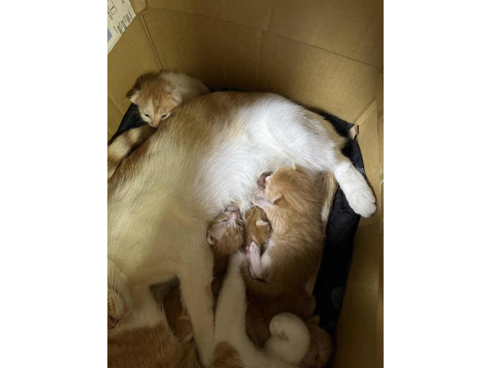 子猫