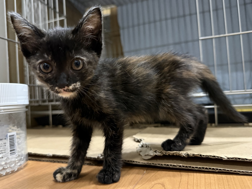 ちっちゃな可愛いサビねこちゃん♡