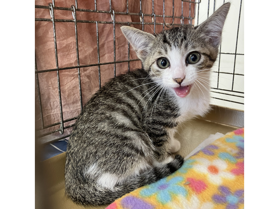 元気いっぱい❤️キジシロ子猫わんたん