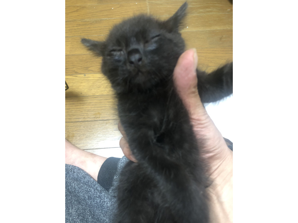 黒猫の男の子