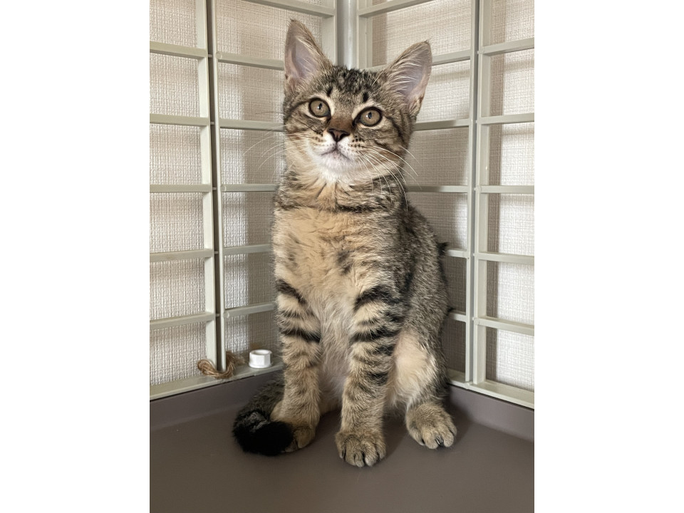 甘えん坊な猫好きキジトラ娘