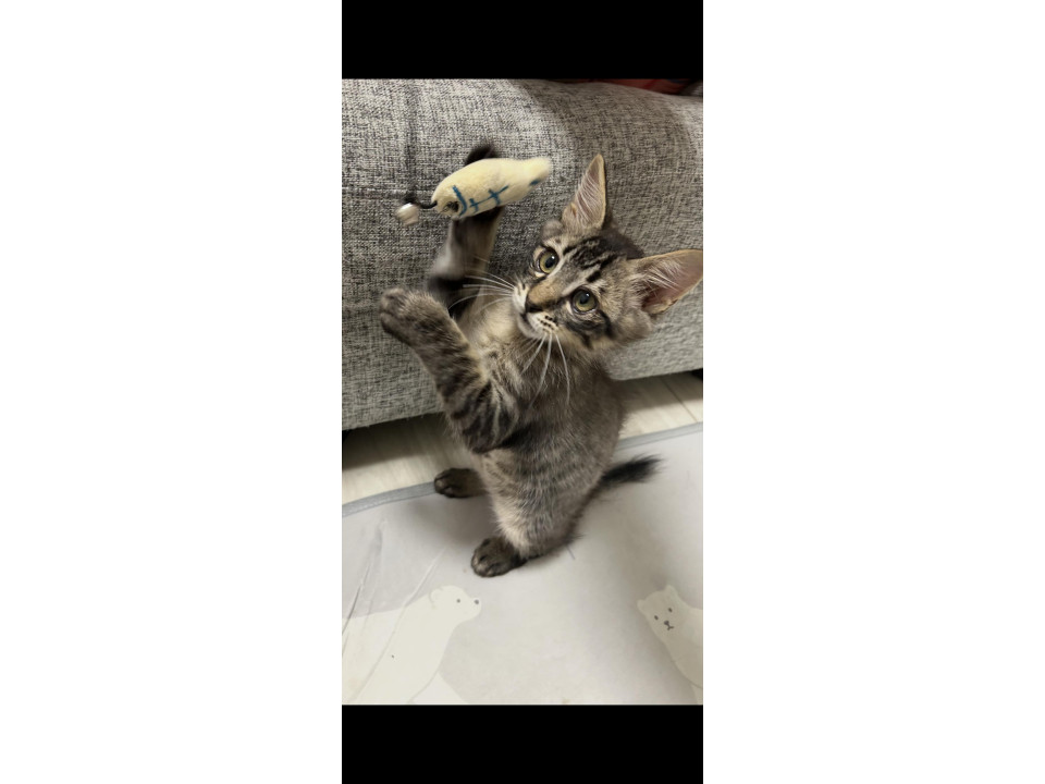 ベタ慣れハンター
