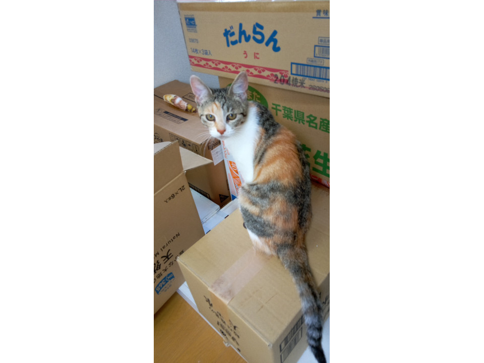 生後５か月ぐらいの綺麗なミケちゃん