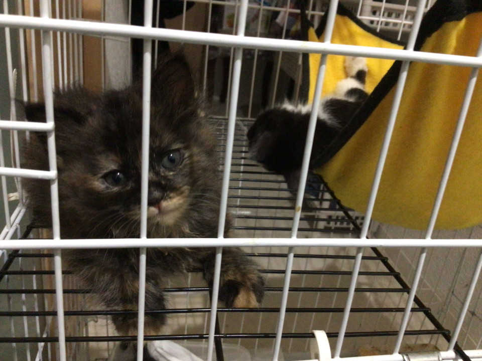 可愛いサビ猫ちゃん
