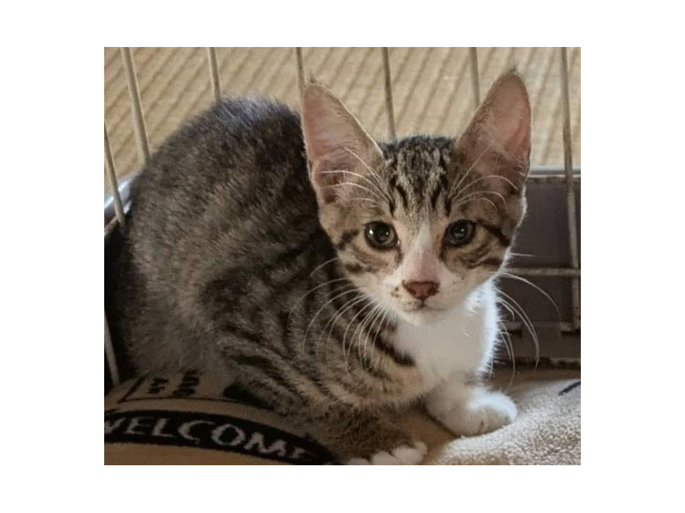 元気な子猫マフラー白です。2.5か月