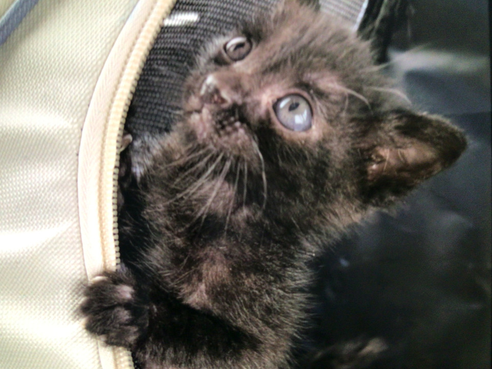 可愛い黒猫ちゃん