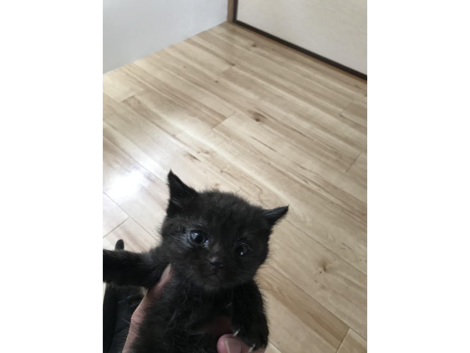 黒猫