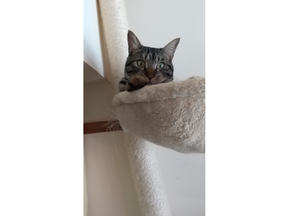 人好き猫好きの甘ったれくん