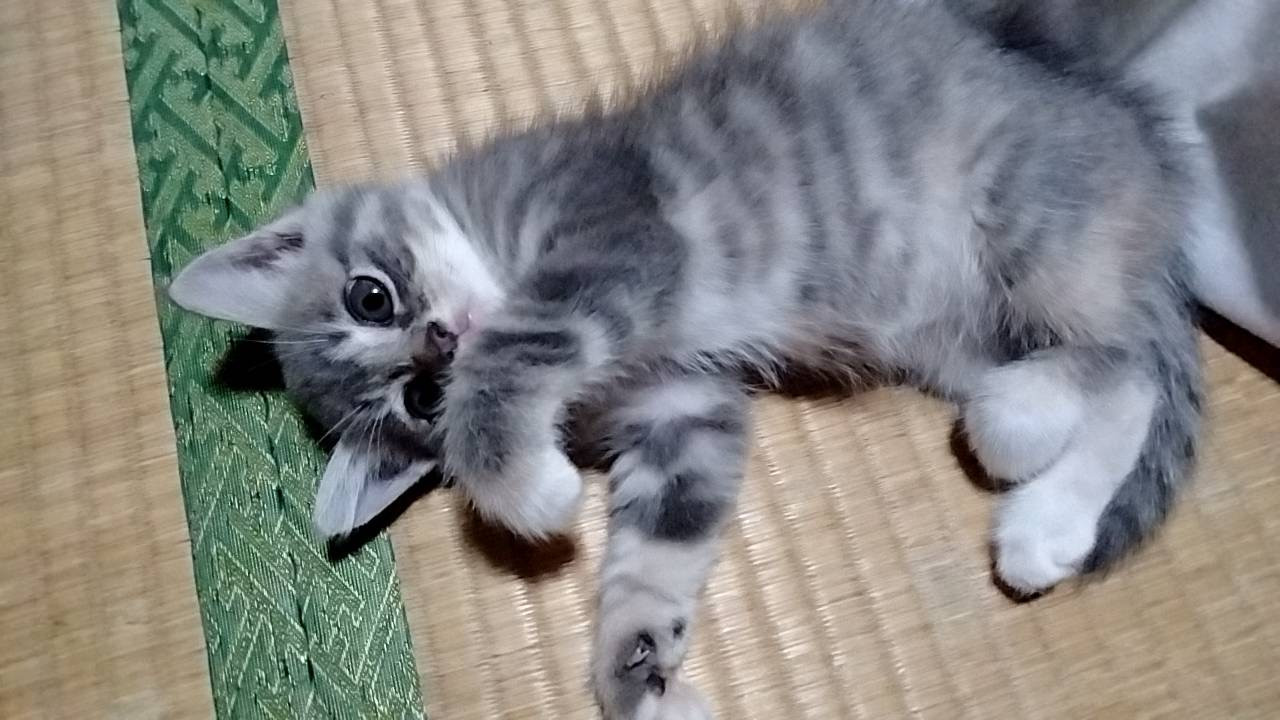 モフモフかわいい美人ちゃん
