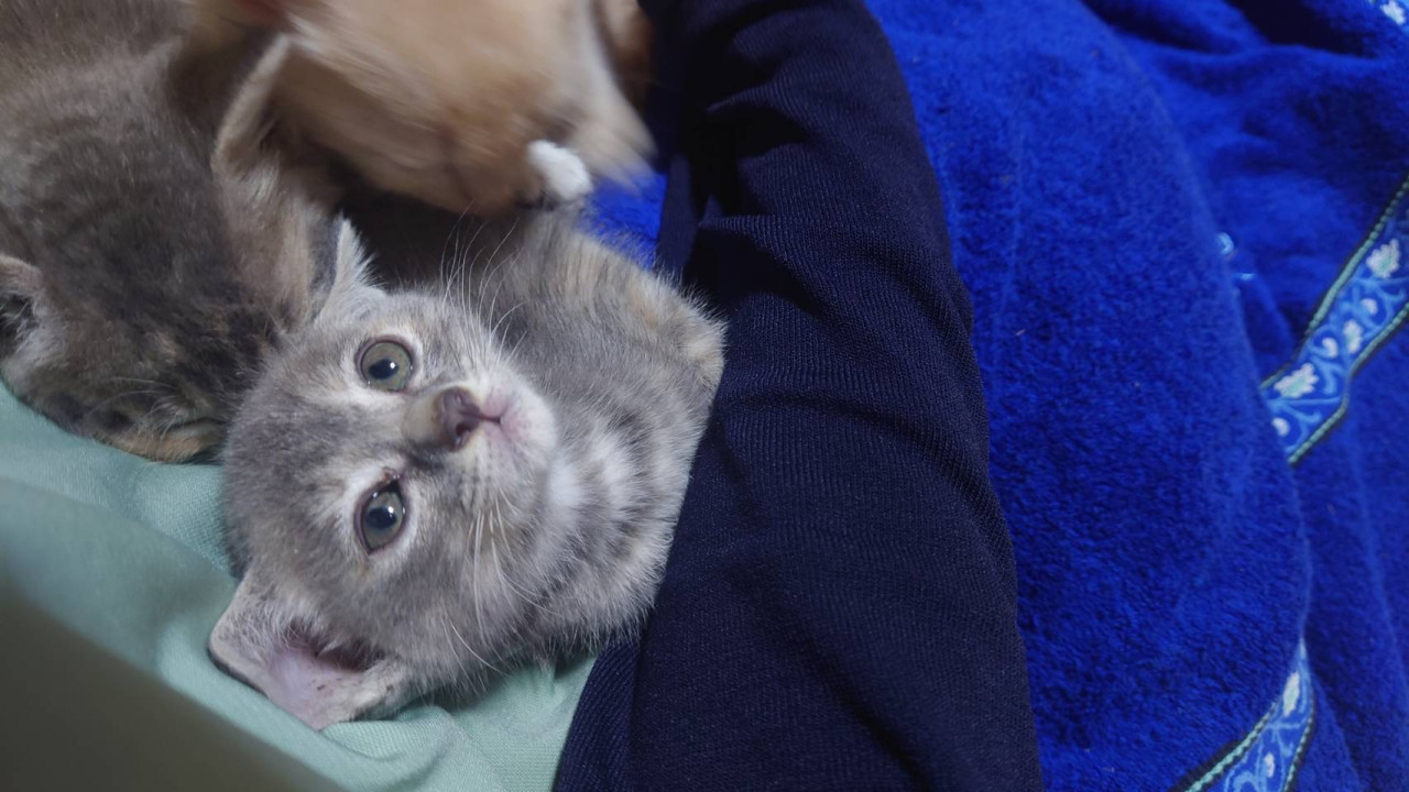 愛嬌たっぷり甘えんぼちゃん