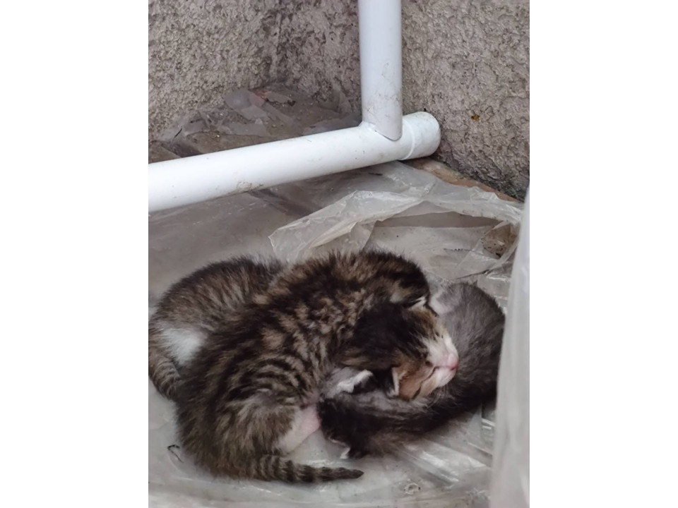 生後1ヶ月の子猫ちゃんの里親募集