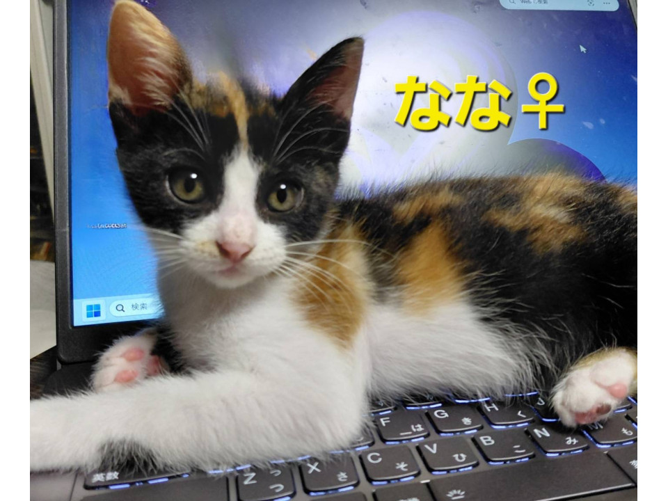 ミケのなな