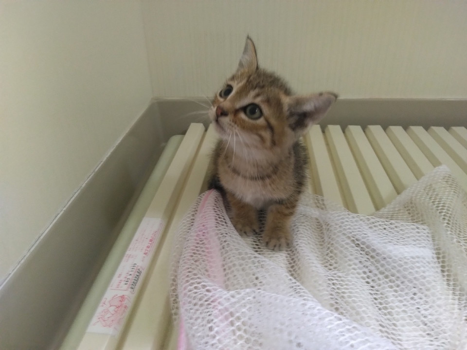 キジサビ猫